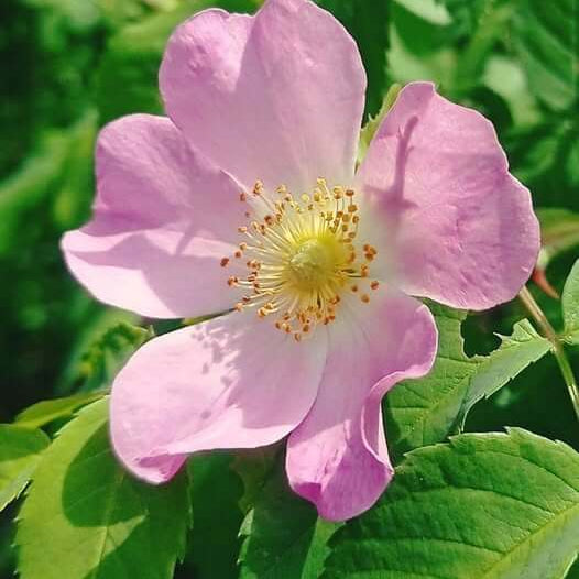 Dog rose seeds - Flower Plant