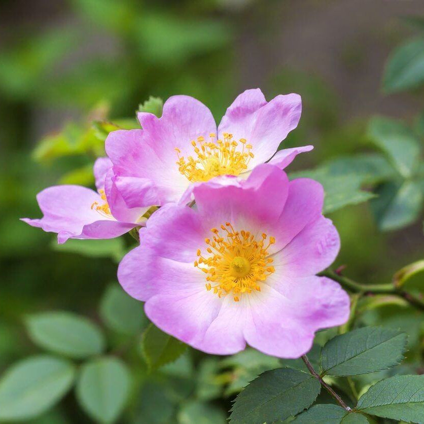 Dog rose seeds - Flower Plant