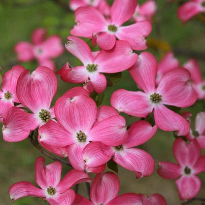 Dogwood Seeds