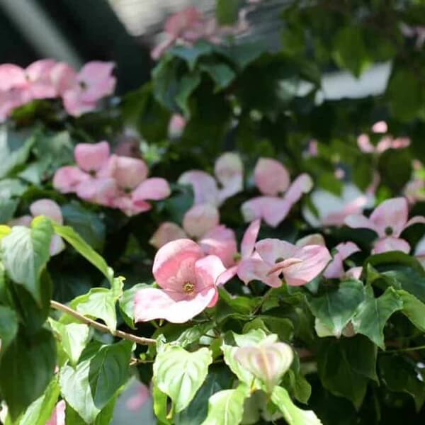 Dogwood Seeds