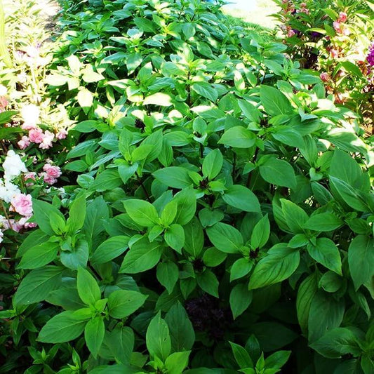 Dolce Fresca Basil Seeds - Herbal Plant