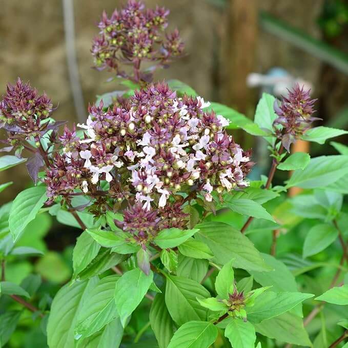 Dolce Fresca Basil Seeds - Herbal Plant
