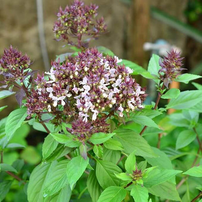 Dolce Fresca Basil Seeds - Herbal Plant