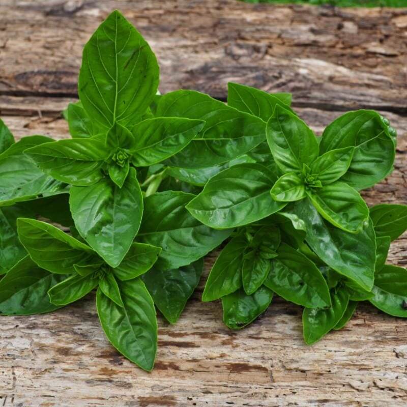 Dolce Fresca Basil Seeds - Herbal Plant