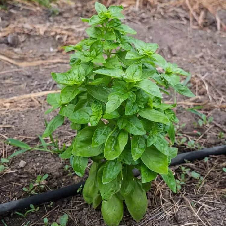 Dolce Fresca Basil Seeds - Herbal Plant