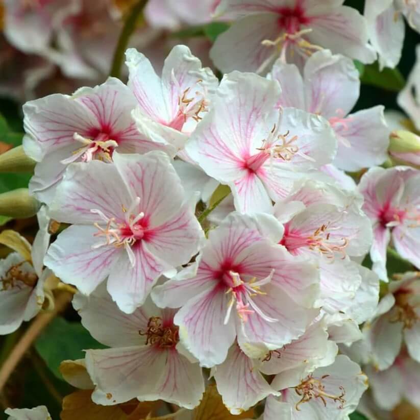 Dombeya Bourgassiae Seeds