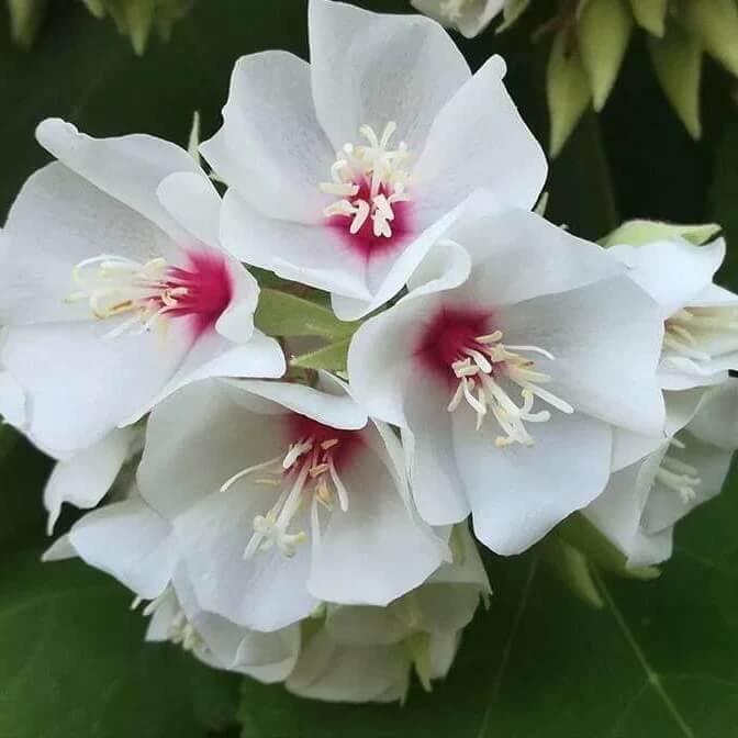 Dombeya Bourgassiae Seeds