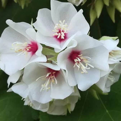 Dombeya Bourgassiae Seeds