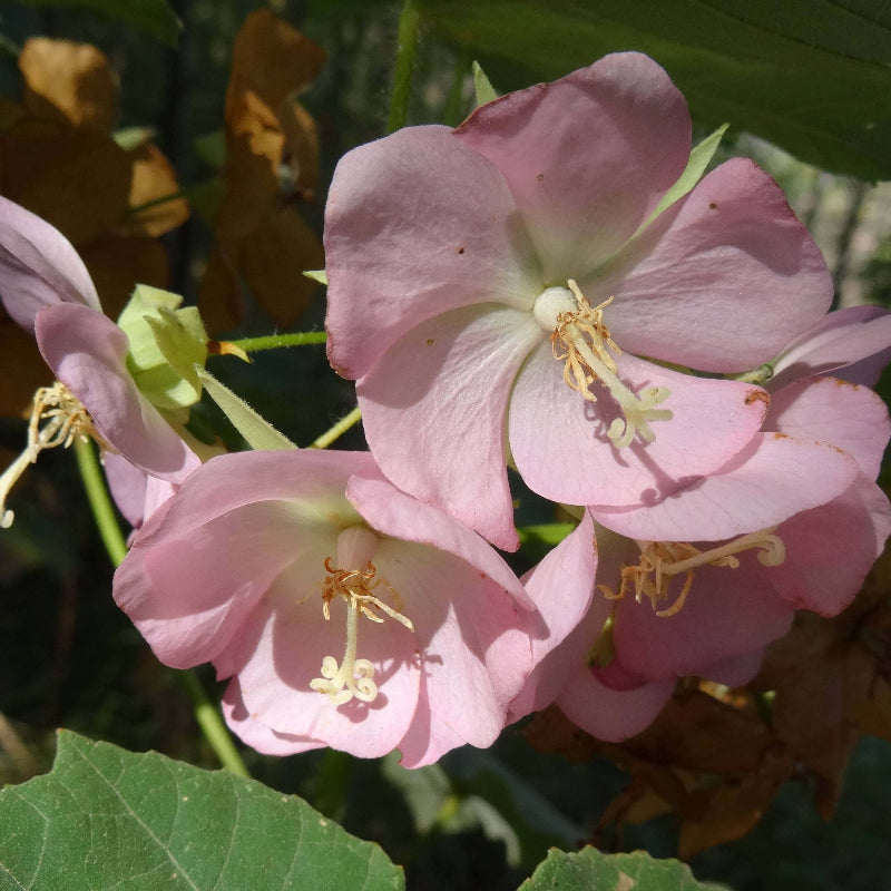 Dombeya Bourgassiae Seeds