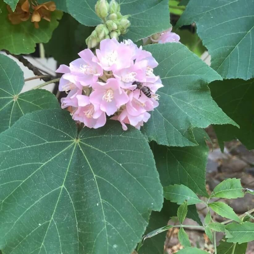 Dombeya Bourgassiae Seeds