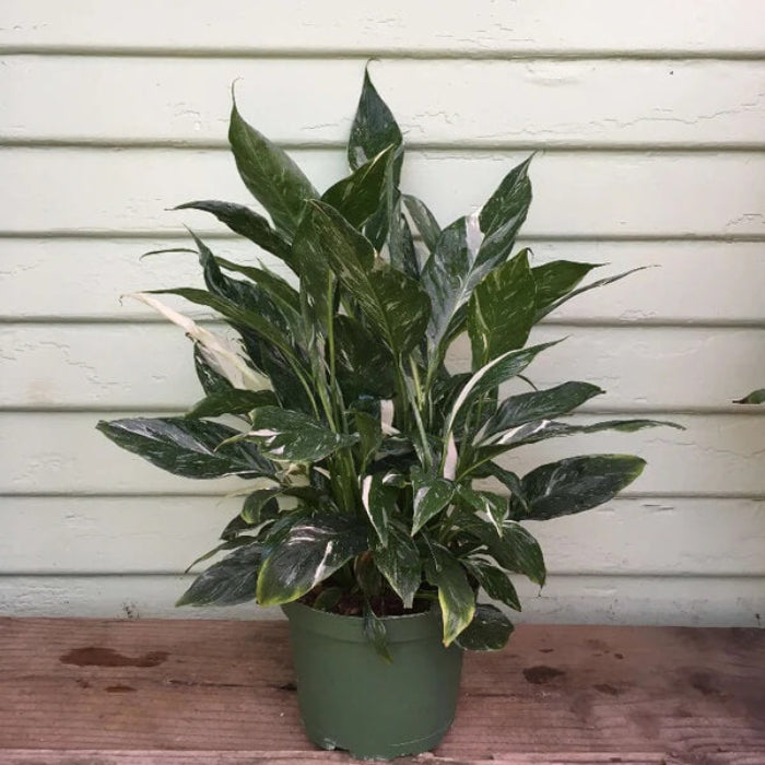 Domino Peace Lily seeds - Flower Plant