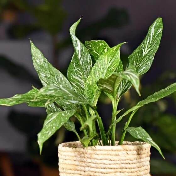 Domino Peace Lily seeds - Flower Plant