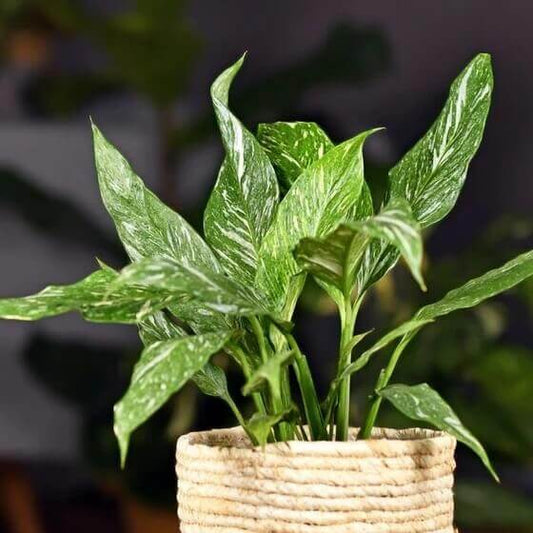 Domino Peace Lily seeds - Flower Plant