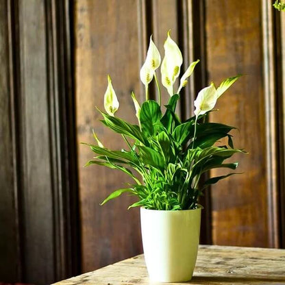 Domino Peace Lily seeds - Flower Plant