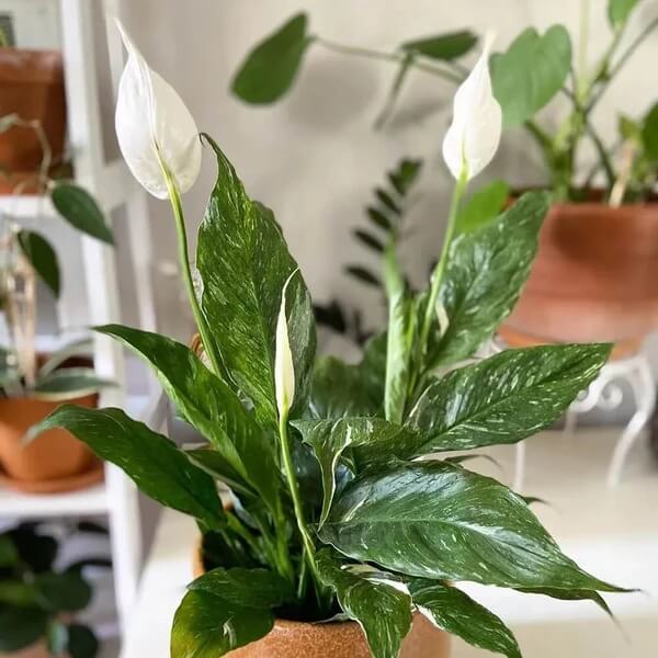 Domino Peace Lily seeds - Flower Plant