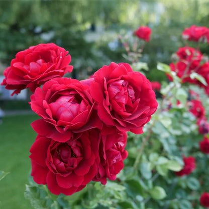Don Juan Climbing Rose Seeds