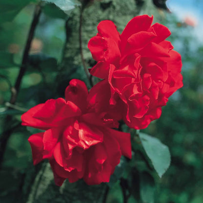 Don Juan Climbing Rose Seeds