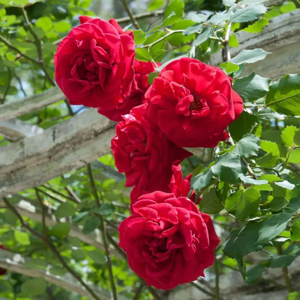 Don Juan Climbing Rose Seeds