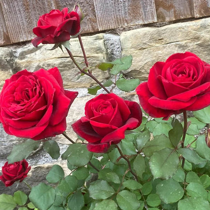 Don Juan Climbing Rose Seeds