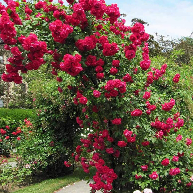 Don Juan Climbing Rose Seeds