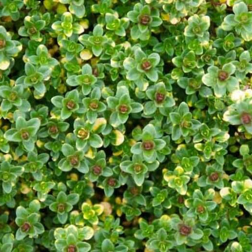 Doone Valley Thyme Seeds