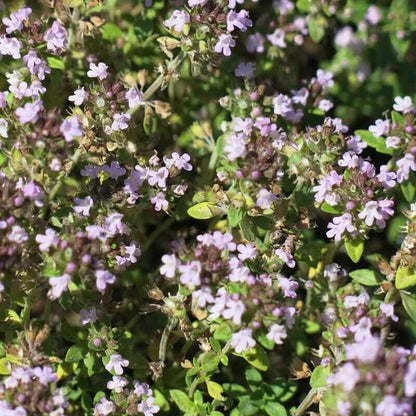 Doone Valley Thyme Seeds