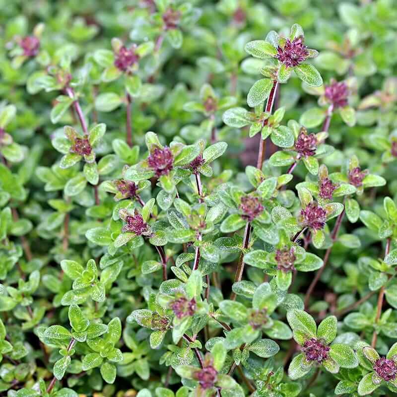 Doone Valley Thyme Seeds