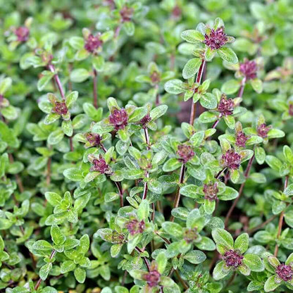 Doone Valley Thyme Seeds