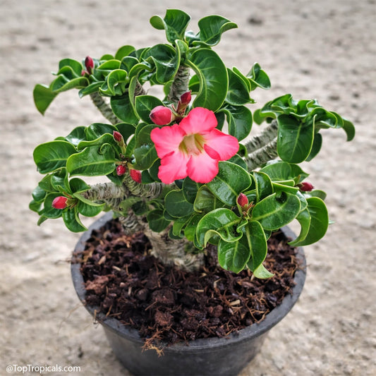 Dorset Desert Rose Seeds - Flower Plant