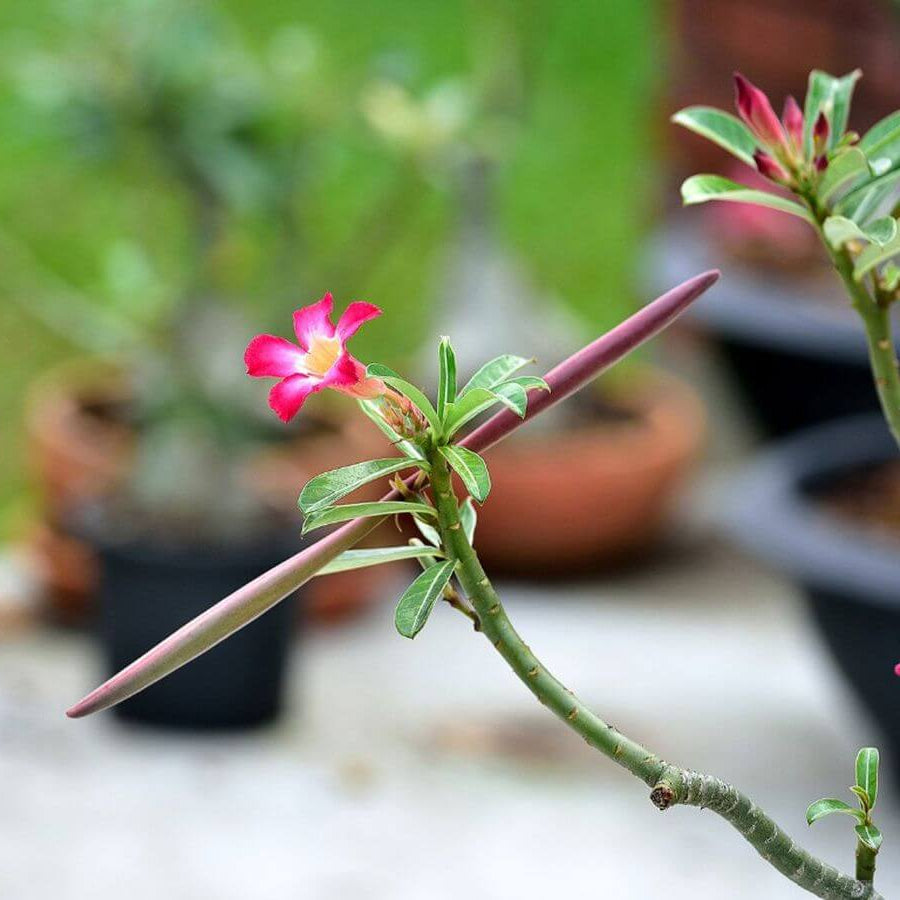Dorset Desert Rose Seeds - Flower Plant