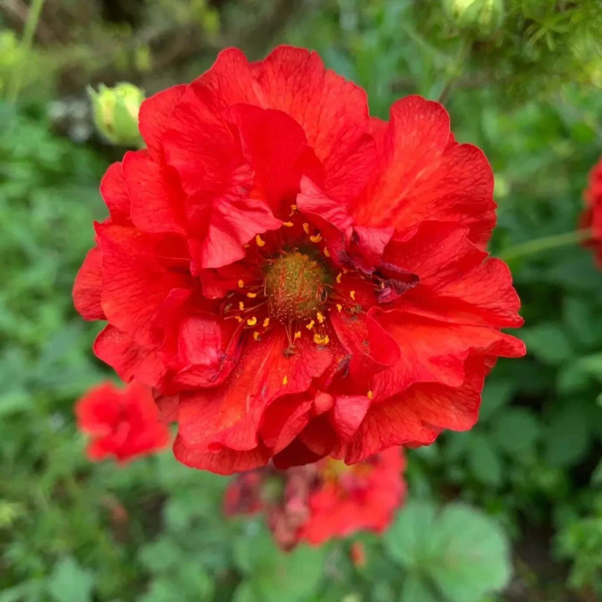 Double Bloody Mary Geum Seeds 