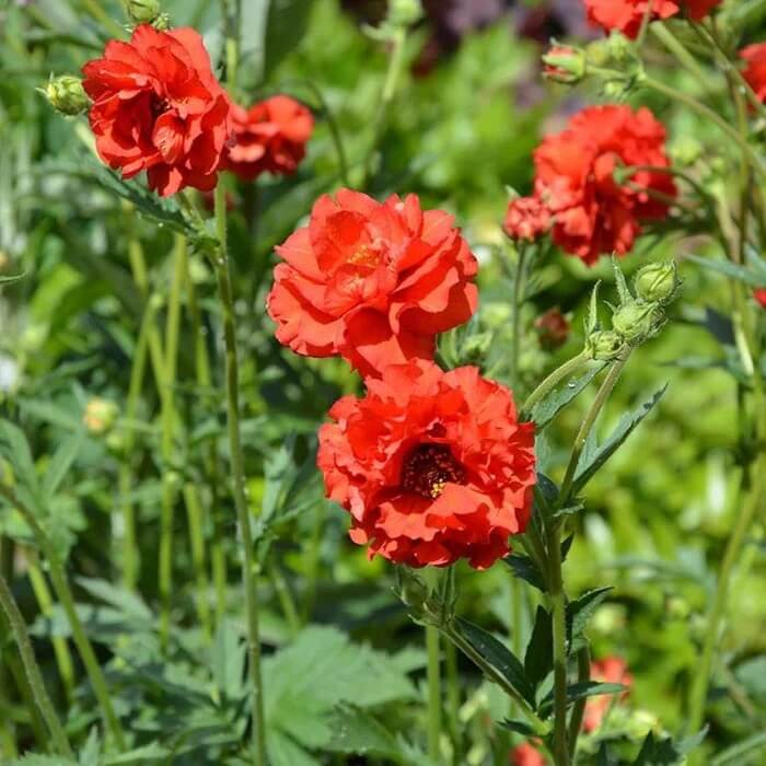 Double Bloody Mary Geum Seeds 