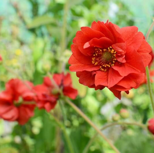 Double Bloody Mary Geum Seeds 