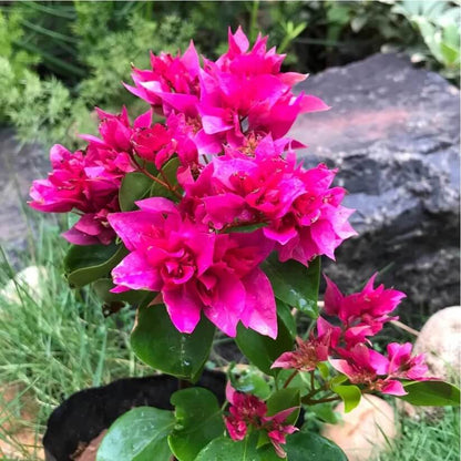 Double Bougainvillea Seeds