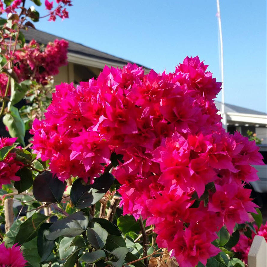 Double Bougainvillea Seeds