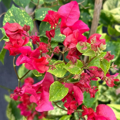 Double Bougainvillea Seeds
