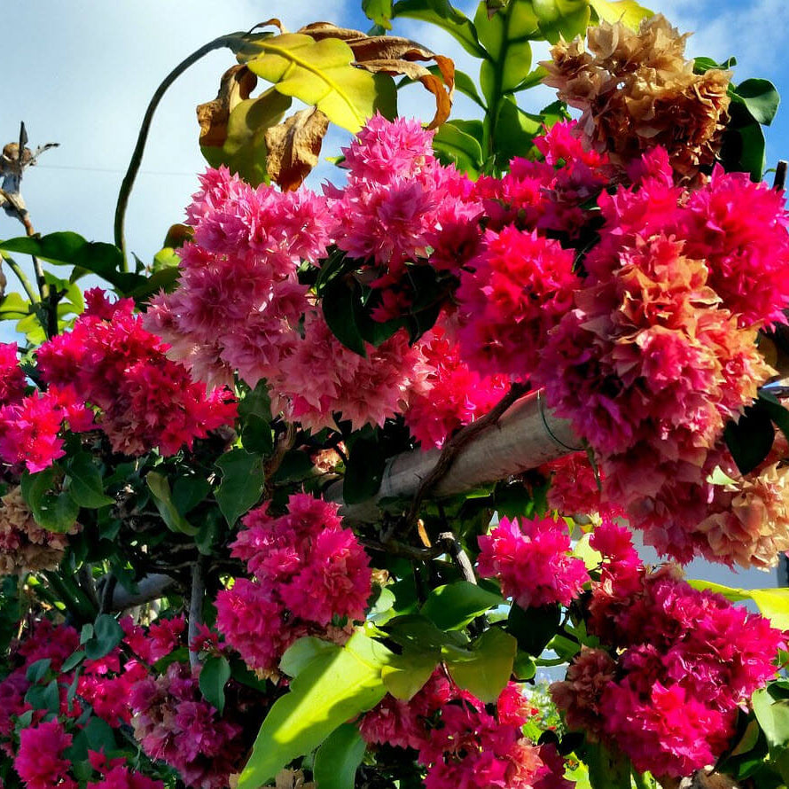 Double Bougainvillea Seeds