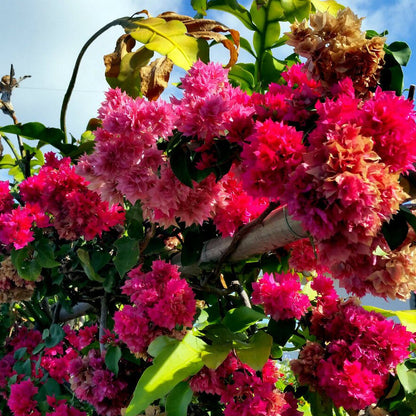 Double Bougainvillea Seeds