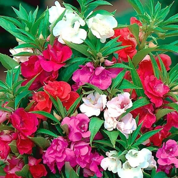 Double Camellia Mix Balsam Seeds