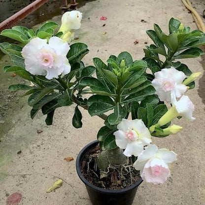 Double Desert Rose Seeds - Flower Plant 