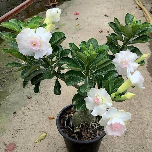 Double Desert Rose Seeds - Flower Plant 