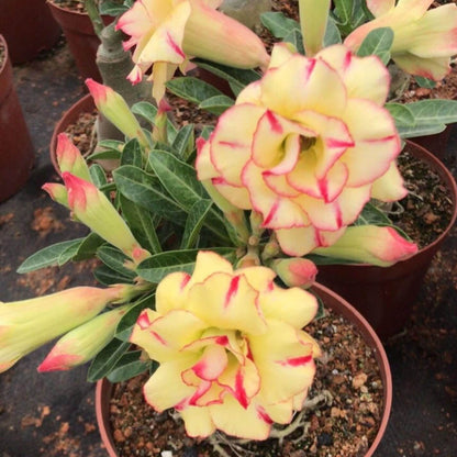 Double Desert Rose Seeds - Flower Plant 