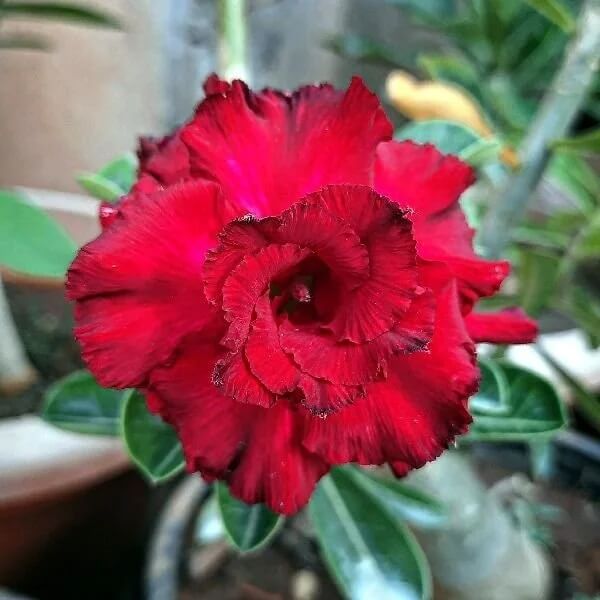 Double Desert Rose Seeds - Flower Plant 