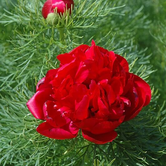 Double Flowering Fernleaf Peony Seeds 