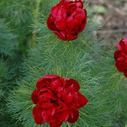 Double Flowering Fernleaf Peony Seeds 