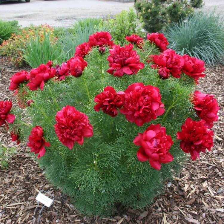 Double Flowering Fernleaf Peony Seeds 