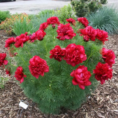 Double Flowering Fernleaf Peony Seeds 