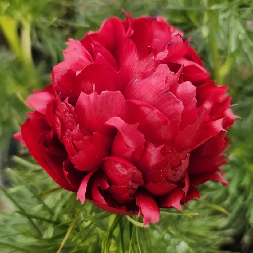 Double Flowering Fernleaf Peony Seeds 