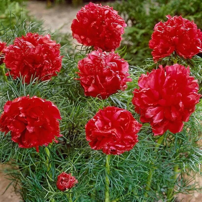 Double Flowering Fernleaf Peony Seeds 
