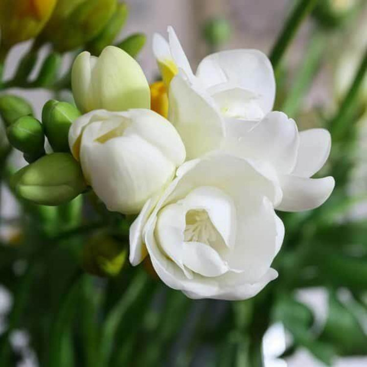 Double Jasmine Seeds - Heirloom Flower Plant for Home Gardens